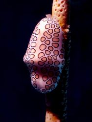 This image of a Flamingo Tongue was taken last week in Ro... by Steven Anderson 